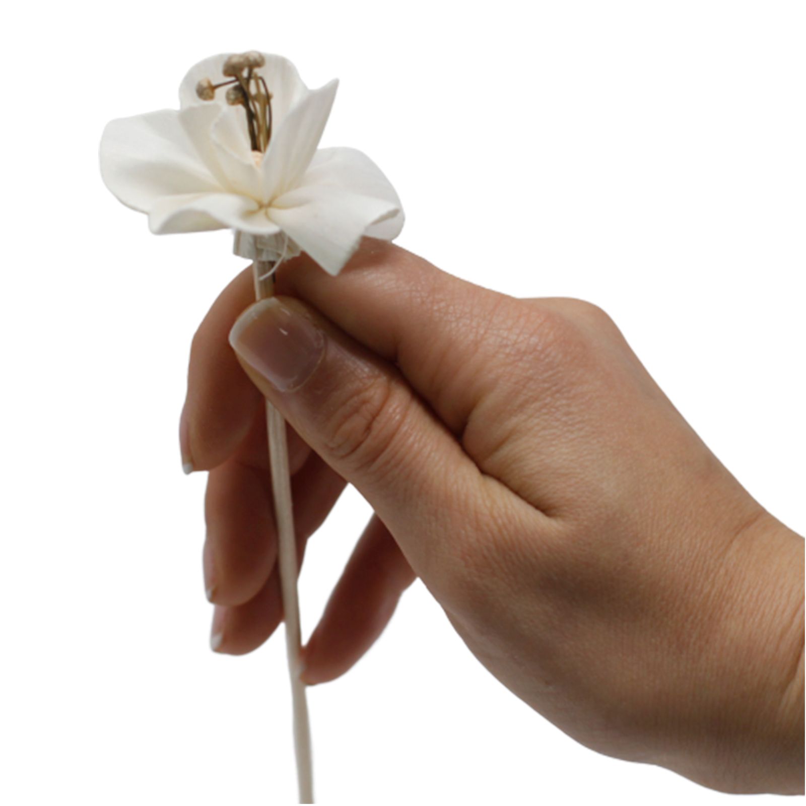 Natural Diffuser Flowers – Lily on Reed - Image 12
